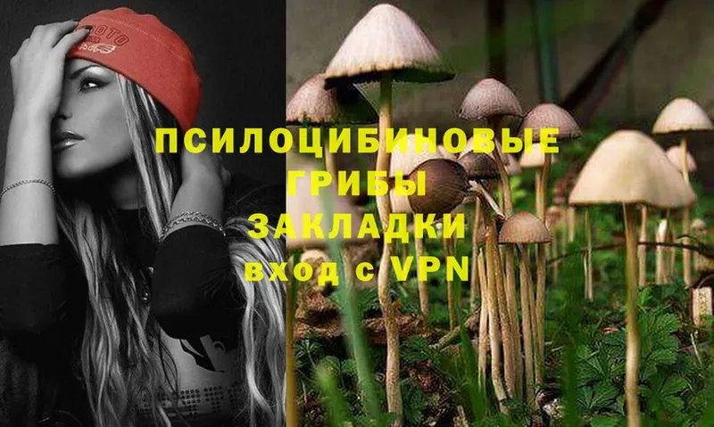 Галлюциногенные грибы Psilocybine cubensis  закладка  Усть-Лабинск 